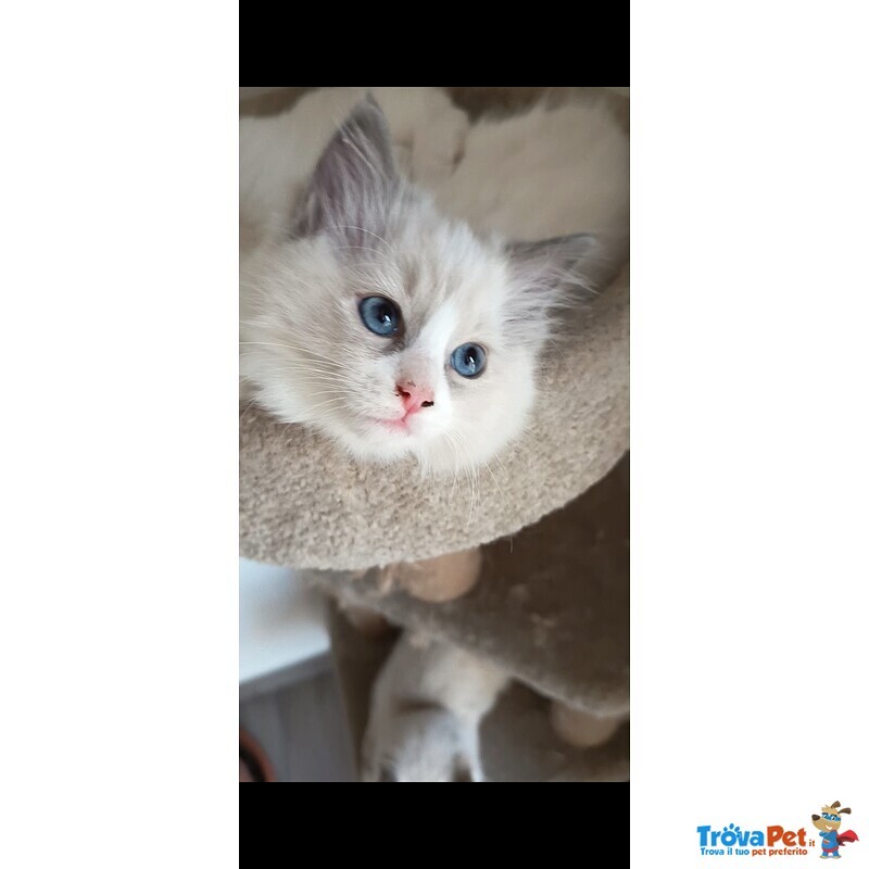 Cucciole Ragdoll - Foto n. 4