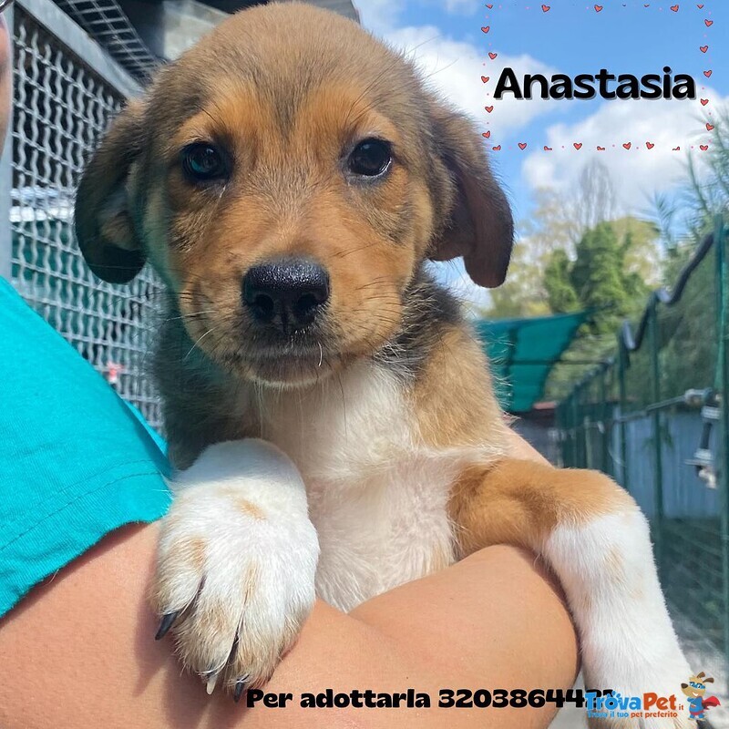 Anastasia Dolce Cucciola 3 mesi Cerca Adozione - Canile di Latina - Foto n. 1