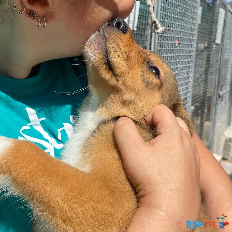 Anastasia Dolce Cucciola 3 mesi Cerca Adozione - Canile di Latina - Foto n. 4
