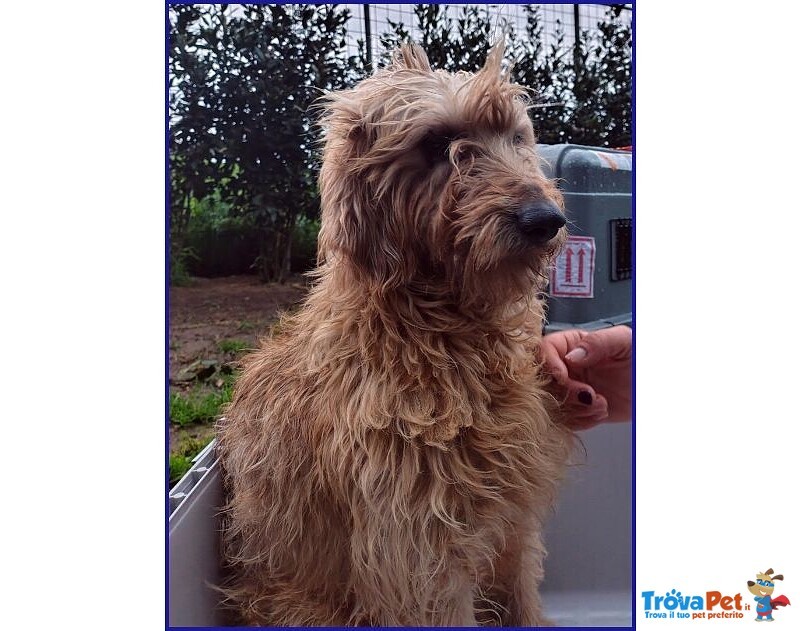 Giovanni Timido Spinoncino - in Cerca di Affetto - Foto n. 3