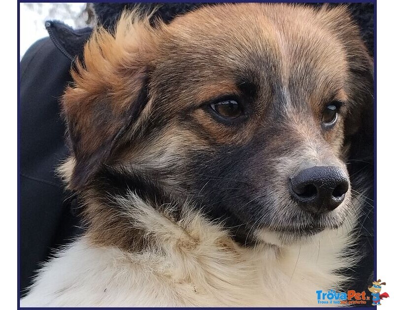 Metzcal 1anno tg Picc. Vuole le Coccole - Foto n. 1