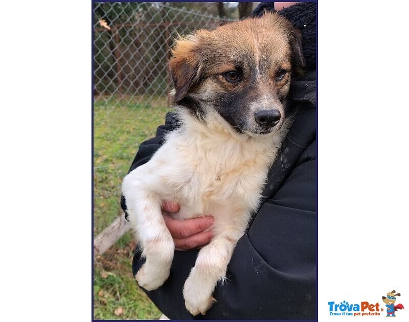 Metzcal 1anno tg Picc. Vuole le Coccole - Foto n. 2