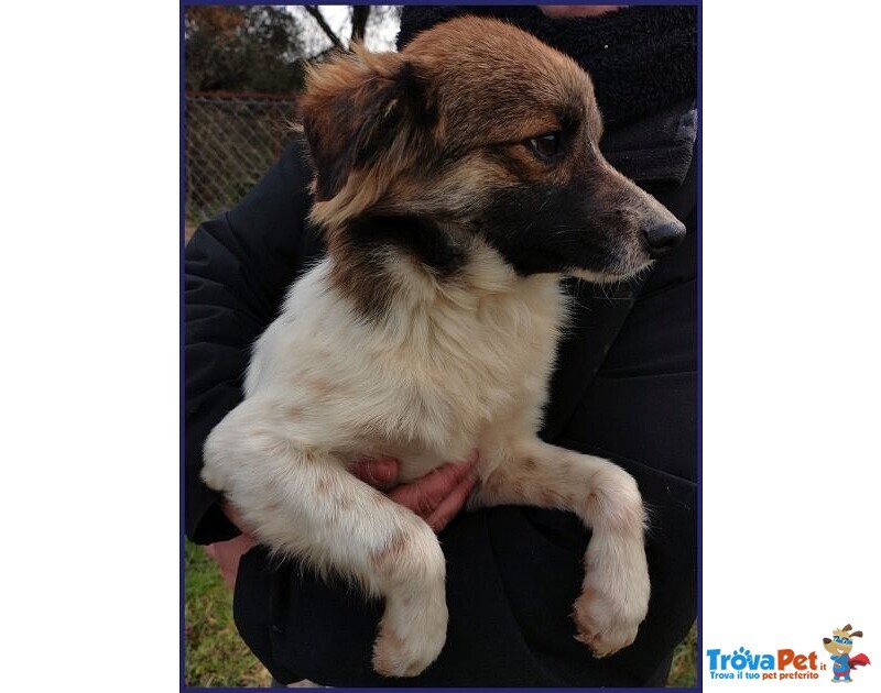 Metzcal 1anno tg Picc. Vuole le Coccole - Foto n. 4