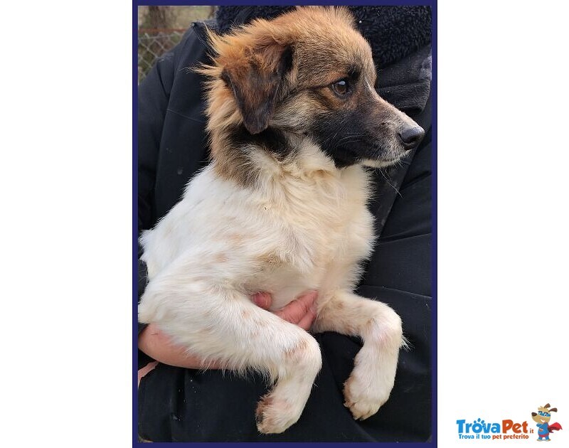 Metzcal 1anno tg Picc. Vuole le Coccole - Foto n. 5