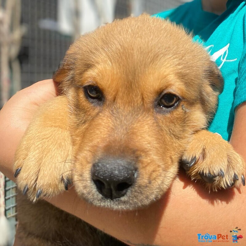 Arthur Dolce Cucciolo Maschio 3 mesi Cerca casa - Adozione Canile Latina - Foto n. 3