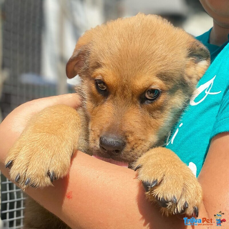Arthur Dolce Cucciolo Maschio 3 mesi Cerca casa - Adozione Canile Latina - Foto n. 4
