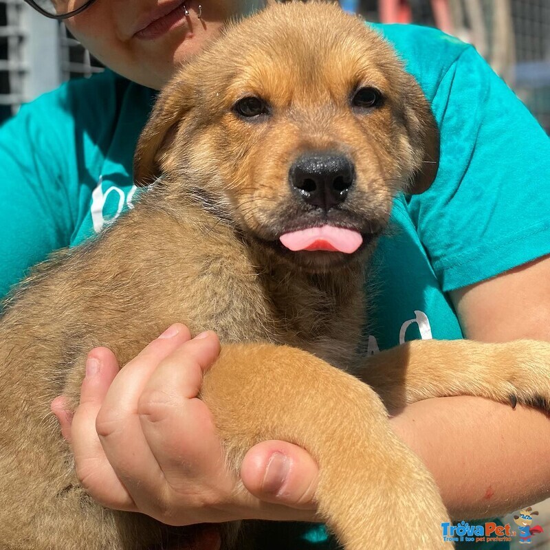 Arthur Dolce Cucciolo Maschio 3 mesi Cerca casa - Adozione Canile Latina - Foto n. 6