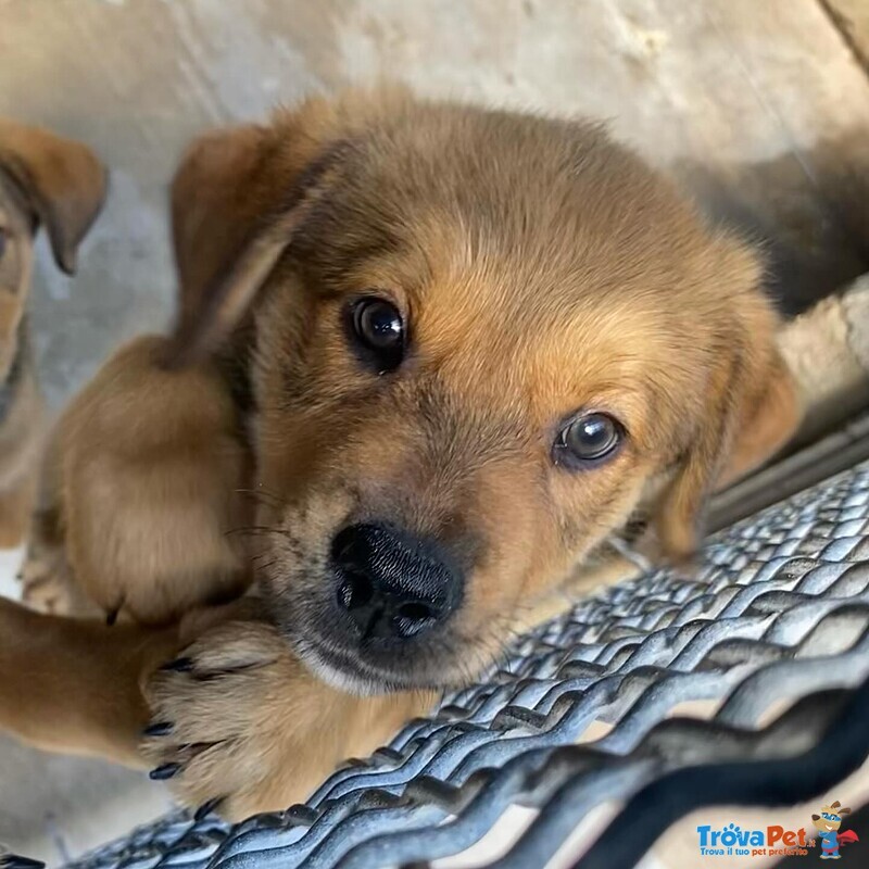 Arthur Dolce Cucciolo Maschio 3 mesi Cerca casa - Adozione Canile Latina - Foto n. 7