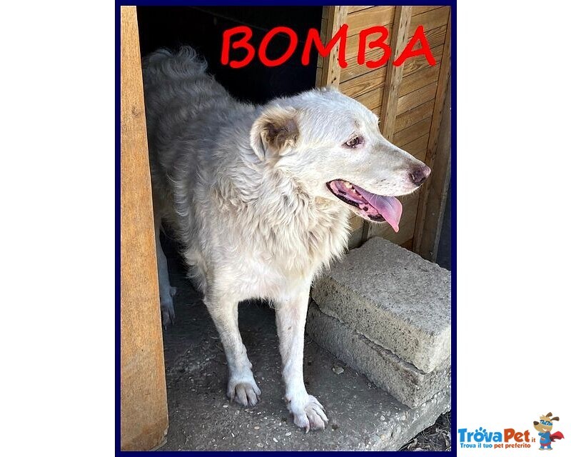 Bomba Giovane e Superaffettuosa - tg Abbondante - Foto n. 5