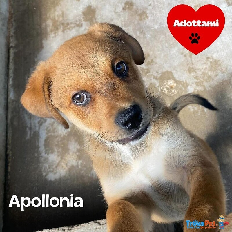Apollonia Dolce Cucciola Cerca casa - Adozione Canile di Latina - Foto n. 1