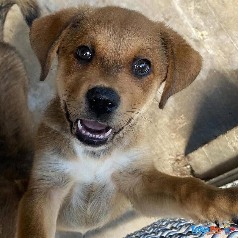 Apollonia Dolce Cucciola Cerca casa - Adozione Canile di Latina - Foto n. 2