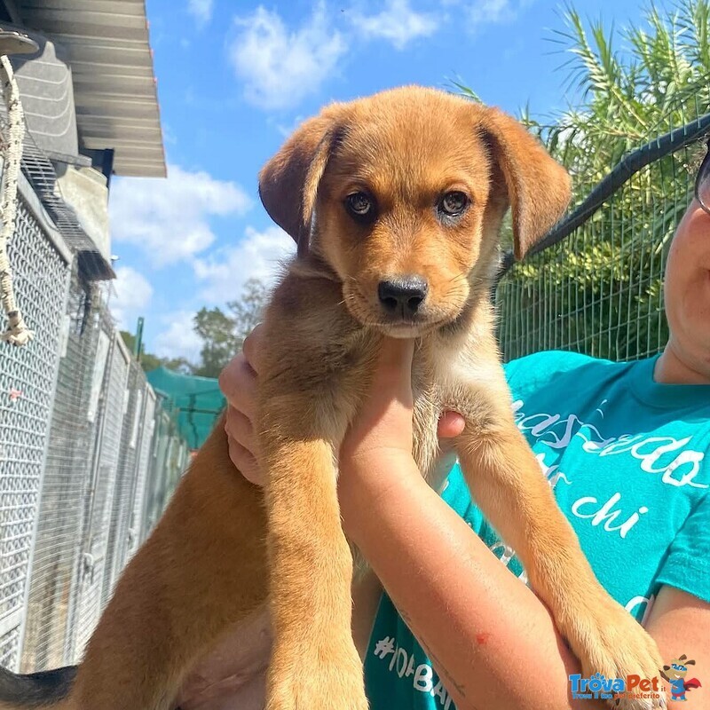 Apollonia Dolce Cucciola Cerca casa - Adozione Canile di Latina - Foto n. 3