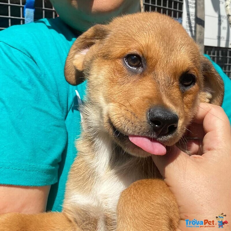 Apollonia Dolce Cucciola Cerca casa - Adozione Canile di Latina - Foto n. 4