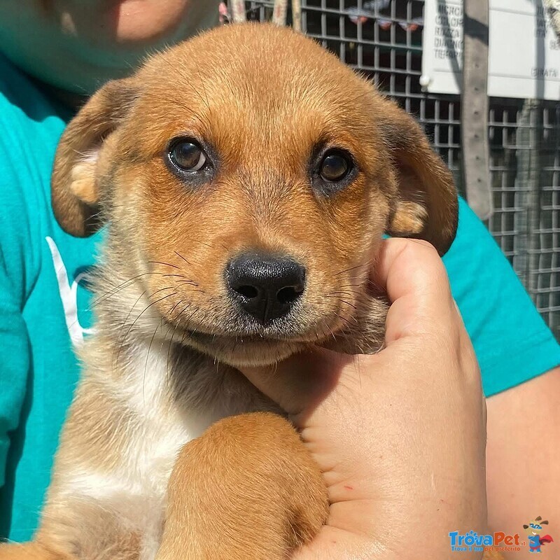 Apollonia Dolce Cucciola Cerca casa - Adozione Canile di Latina - Foto n. 5