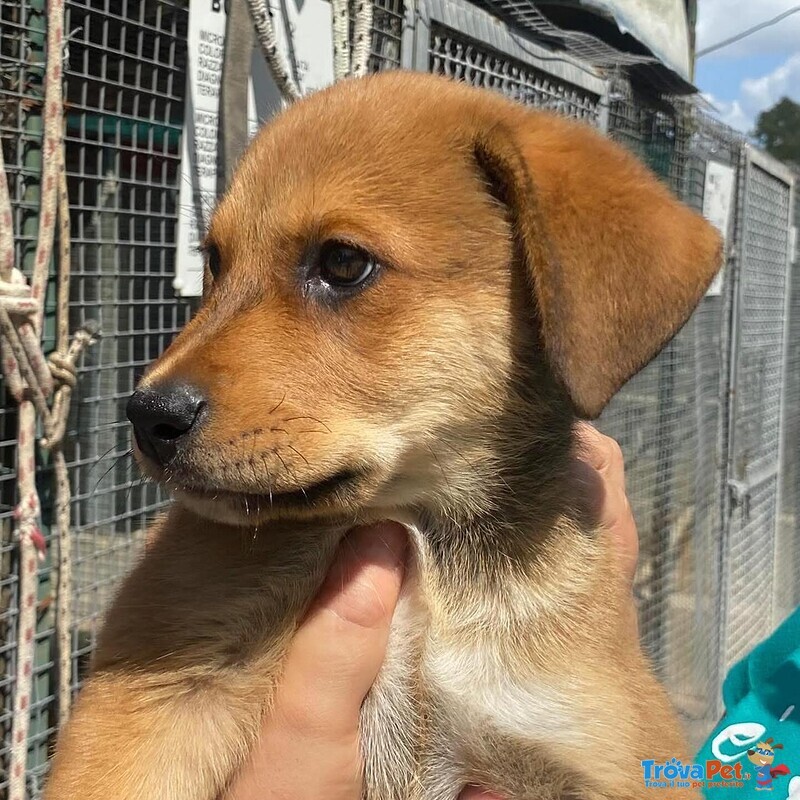 Apollonia Dolce Cucciola Cerca casa - Adozione Canile di Latina - Foto n. 6