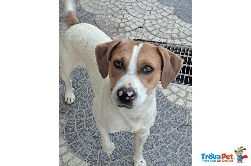 Beppe 5anni un Tenerone - Ottimo Carattere - Foto n. 5