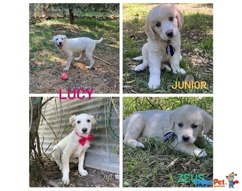 3 Teneri Cucciolotti 7 mesi Circa - tg Contenuta - Foto n. 1