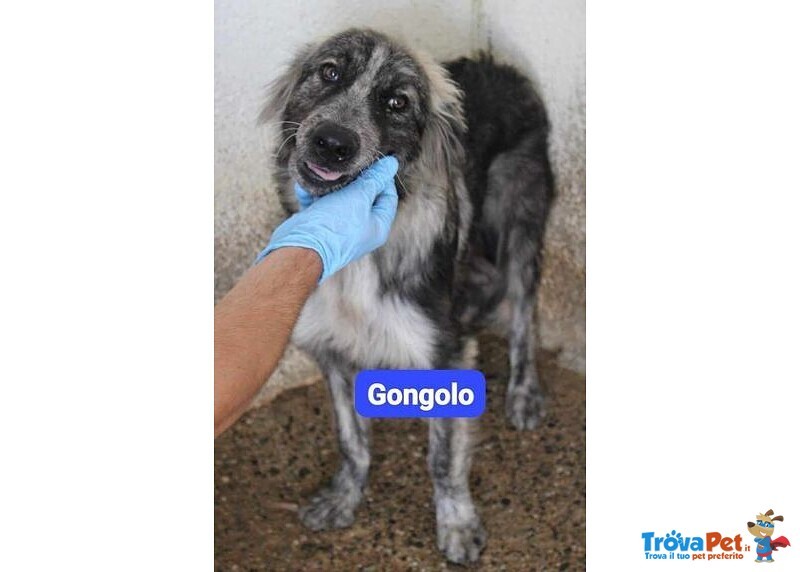 Dotto-Gongolo-Mammolo 1anno Circa tg Grande - Foto n. 2