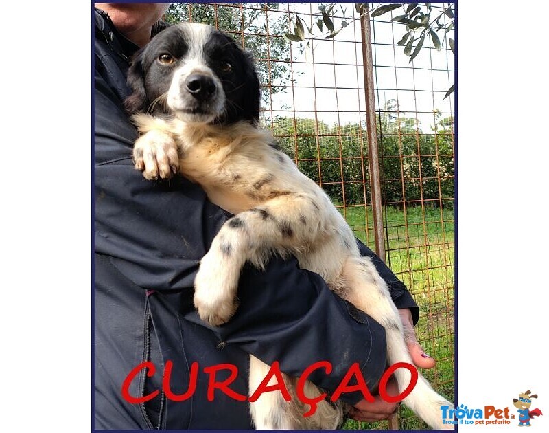 Curacao Giovane Timidino tg Piccola - Foto n. 1