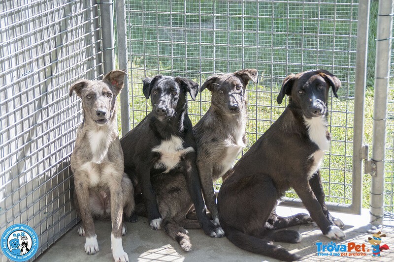 I 4 Moschettieri del Cuore - Foto n. 1