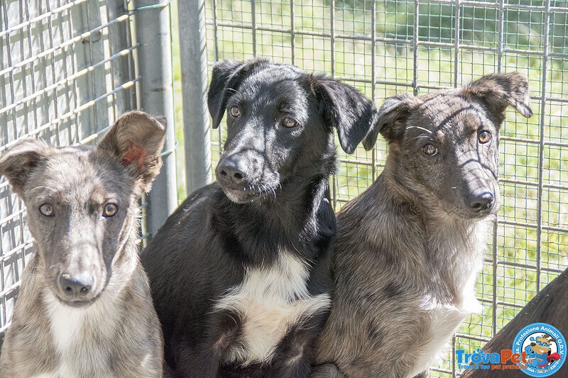 I 4 Moschettieri del Cuore - Foto n. 2