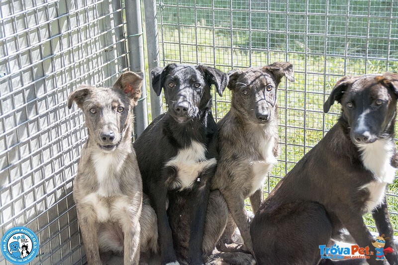 I 4 Moschettieri del Cuore - Foto n. 3