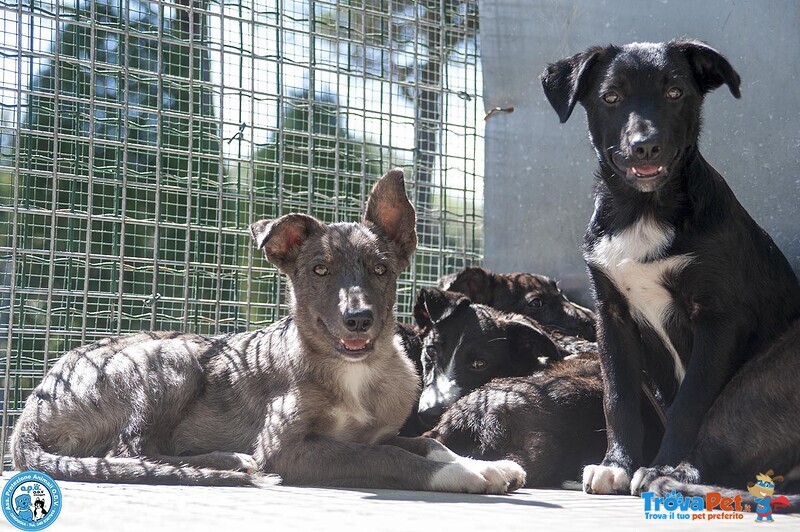 I 4 Moschettieri del Cuore - Foto n. 4