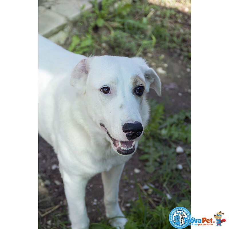 Perla, Cucciolona Esuberante e Gioiosa… - Foto n. 1