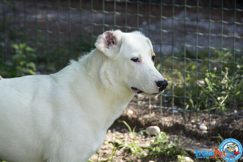 Perla, Cucciolona Esuberante e Gioiosa… - Foto n. 2