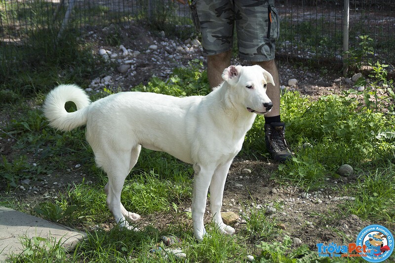 Perla, Cucciolona Esuberante e Gioiosa… - Foto n. 3