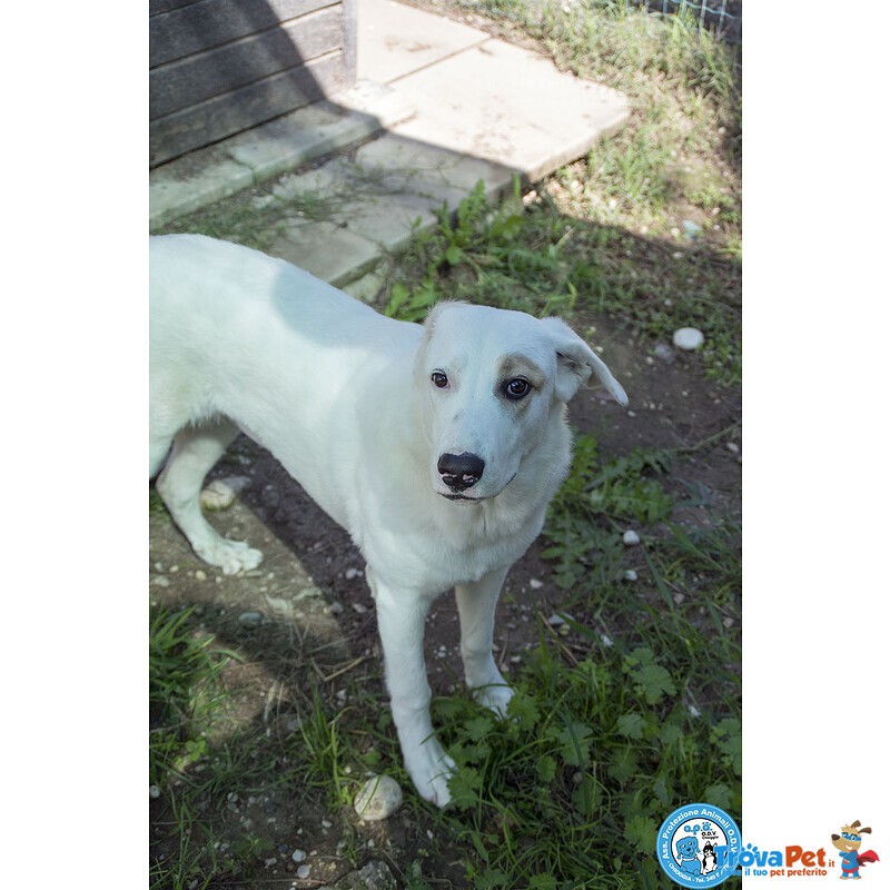 Perla, Cucciolona Esuberante e Gioiosa… - Foto n. 4