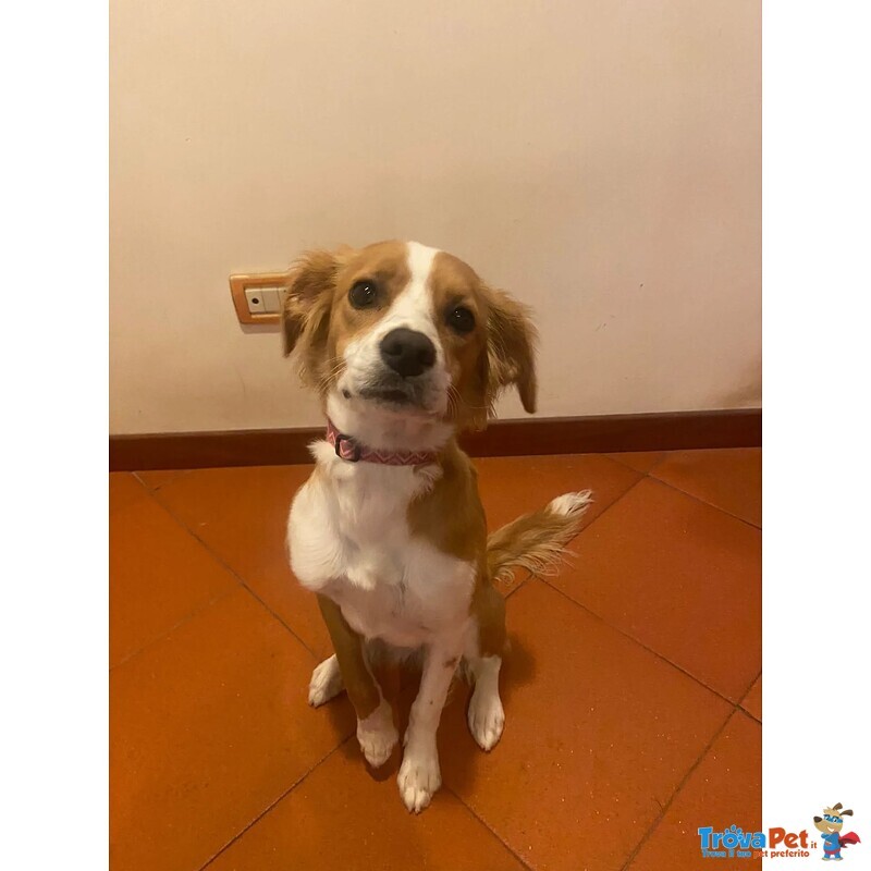 Ariel Dolce Cagnolina mix Breton Cerca casa - 8 Mesi - Foto n. 2