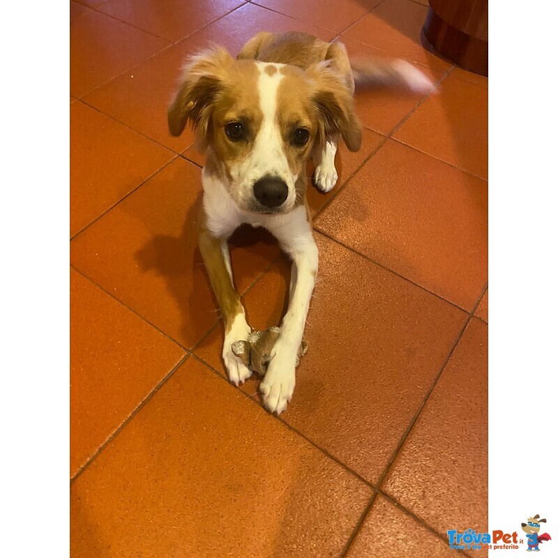 Ariel Dolce Cagnolina mix Breton Cerca casa - 8 Mesi - Foto n. 3