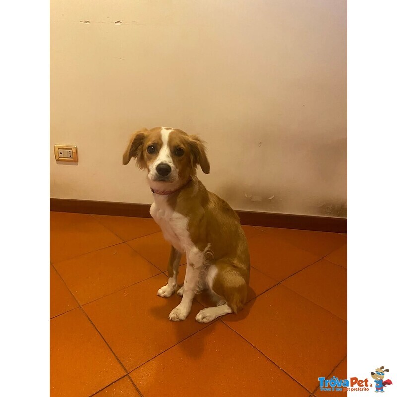 Ariel Dolce Cagnolina mix Breton Cerca casa - 8 Mesi - Foto n. 4