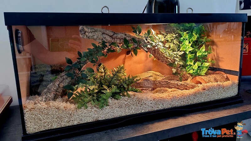 Pantherophis Guttatus - Coppia di Serpenti Napoli (na) - Foto n. 3