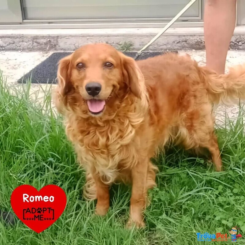 Romeo Dolce Simil Cocker 9 anni Cerca Adozione - Foto n. 1