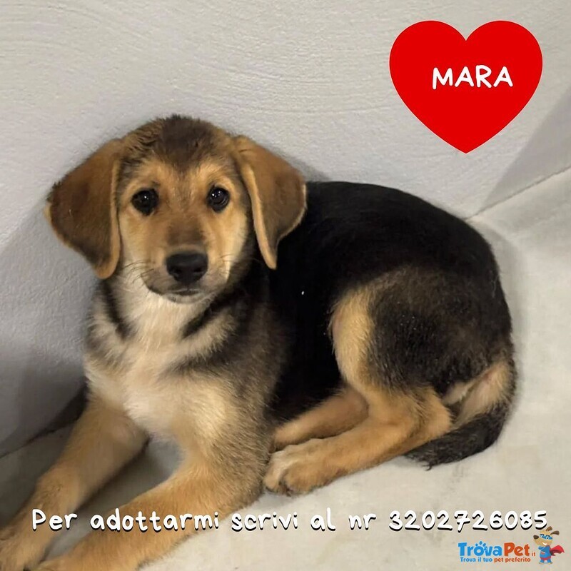 Mara Dolce Cucciola 2 mesi Cerca Adozione - Mamma Hovawart e papà Labrador - Foto n. 1