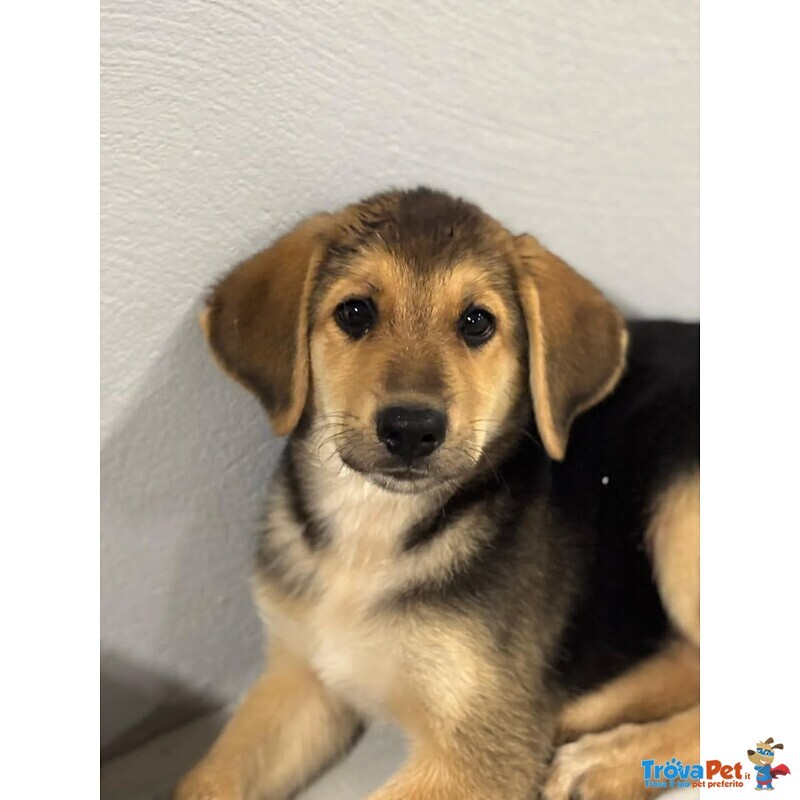 Mara Dolce Cucciola 2 mesi Cerca Adozione - Mamma Hovawart e papà Labrador - Foto n. 4