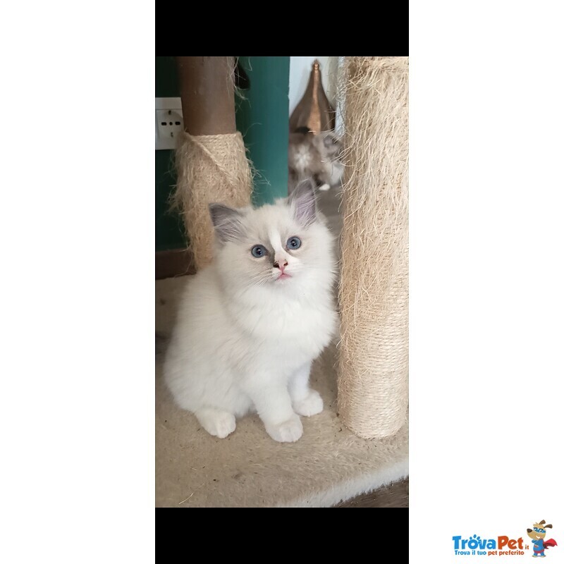 Cucciola Ragdoll - Foto n. 1