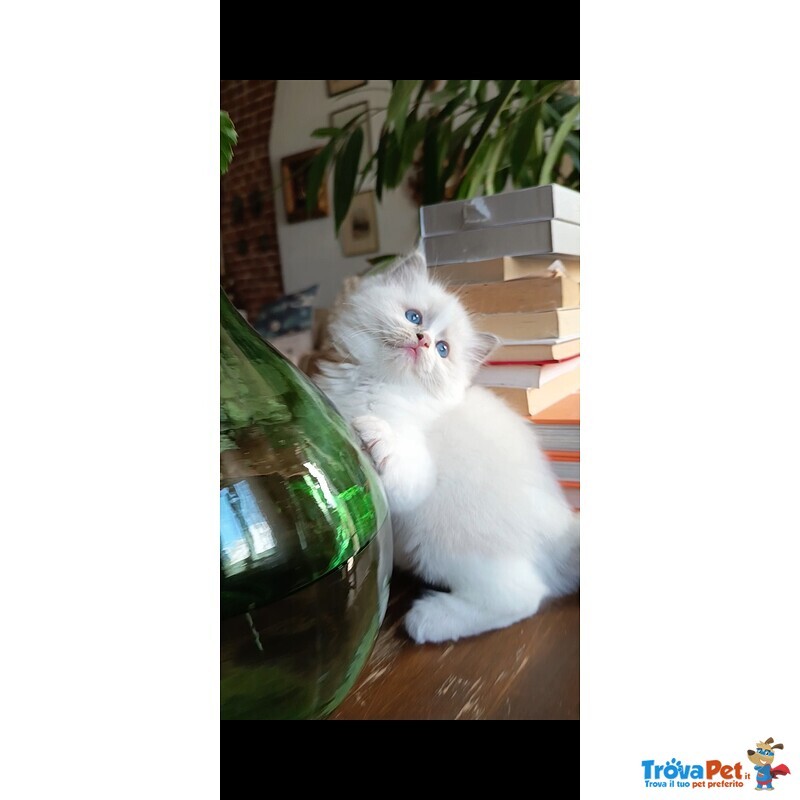 Cucciola Ragdoll - Foto n. 2