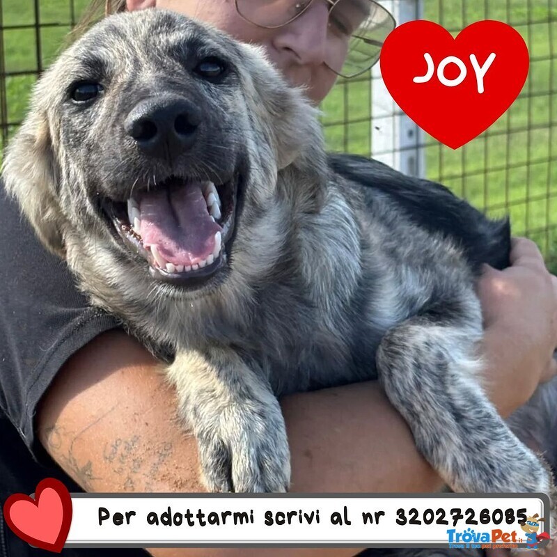 Joy Dolce Cucciola 7 mesi Cerca casa - Adozione - Foto n. 1