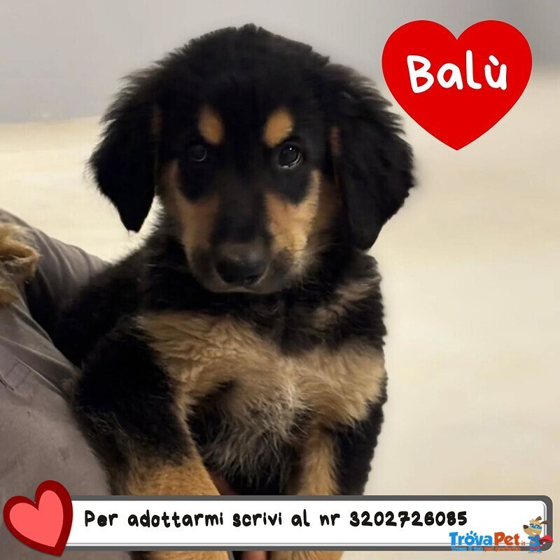Balù Dolce Cucciolo 2 mesi Cerca casa - papà Labrador - Foto n. 1
