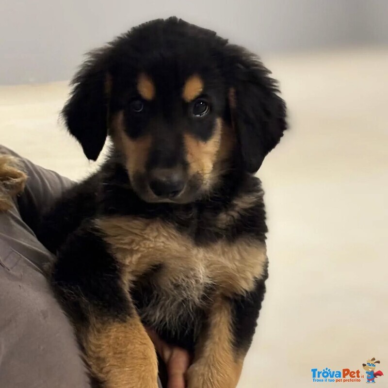 Balù Dolce Cucciolo 2 mesi Cerca casa - papà Labrador - Foto n. 4