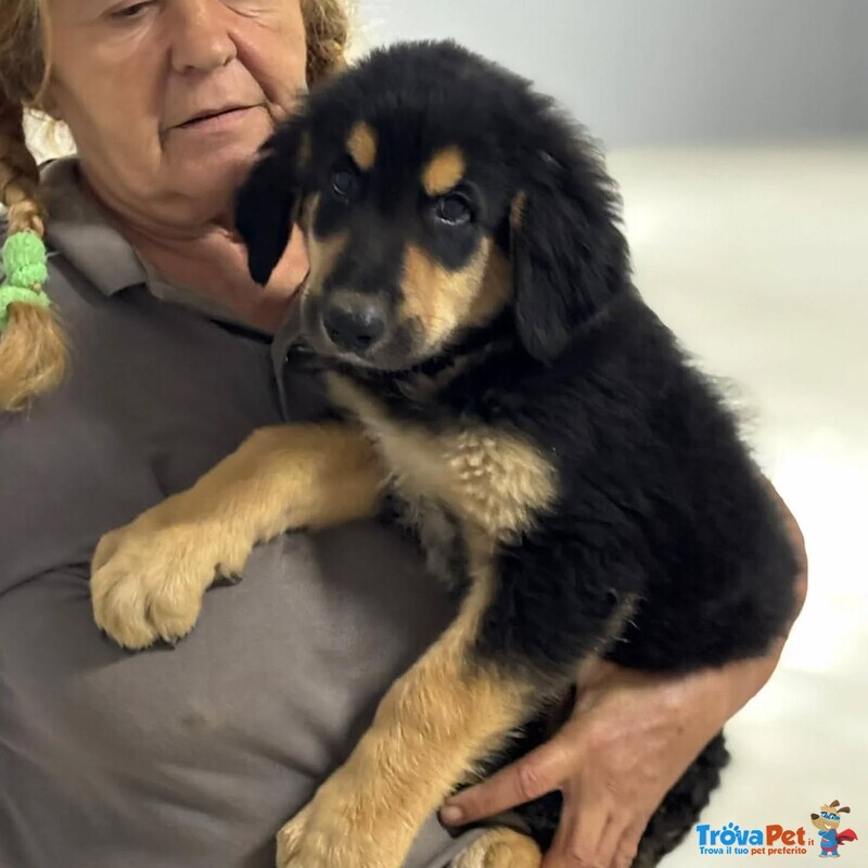 Balù Dolce Cucciolo 2 mesi Cerca casa - papà Labrador - Foto n. 5