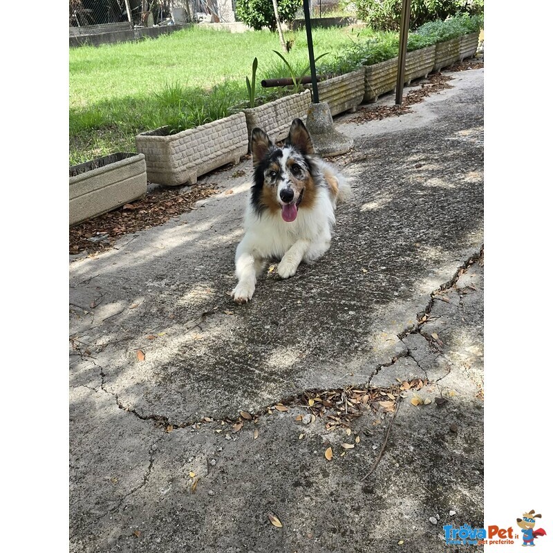 Blu - Australian Sheperd 11 mesi Cerca Casa!! - Foto n. 2
