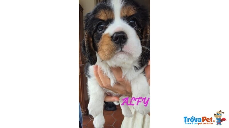 Vendita Maschietto e Femminuccia Cavalier king Genova - Foto n. 4