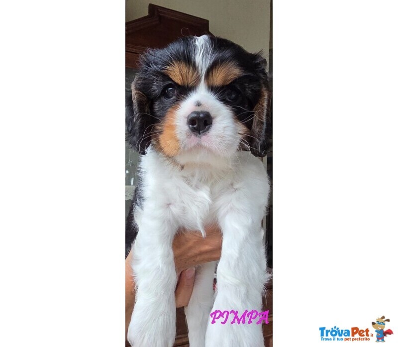 Vendita Maschietto e Femminuccia Cavalier king Genova - Foto n. 5