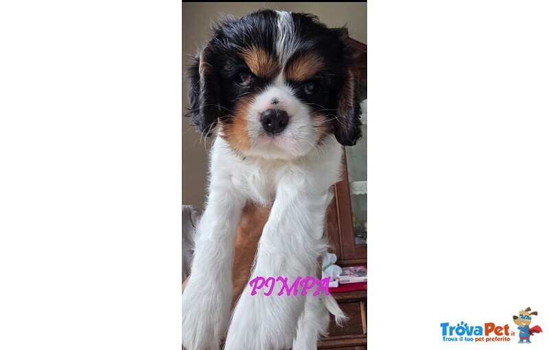 Vendita Maschietto e Femminuccia Cavalier king Genova - Foto n. 6