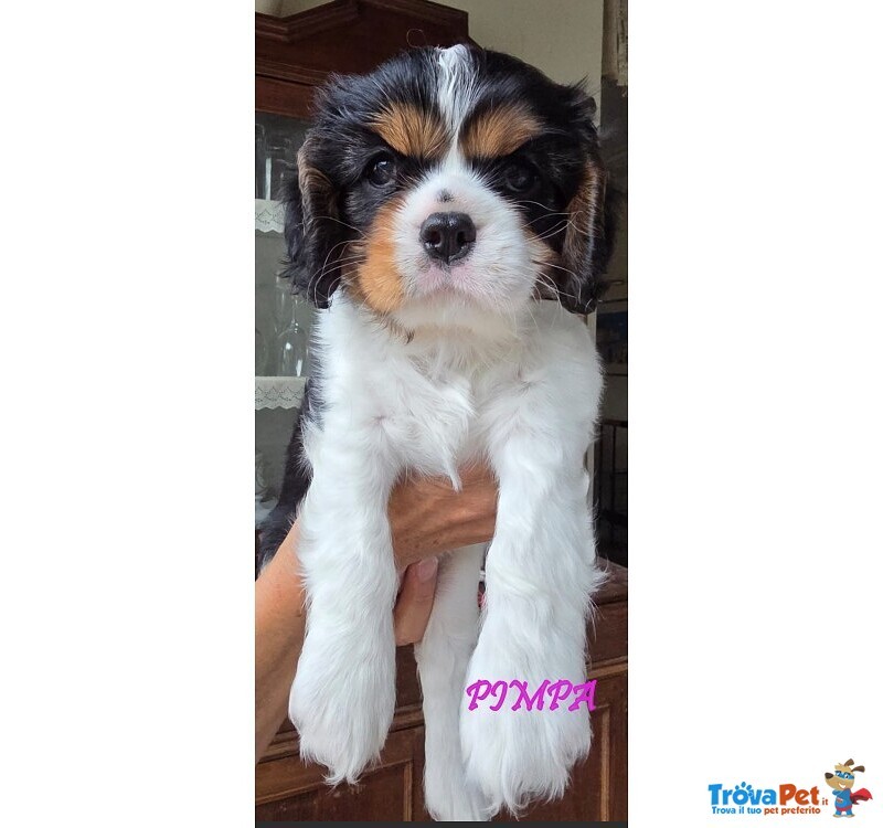 Vendita Maschietto e Femminuccia Cavalier king Genova - Foto n. 7
