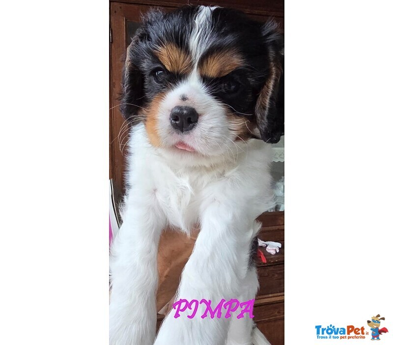 Vendita Maschietto e Femminuccia Cavalier king Genova - Foto n. 8